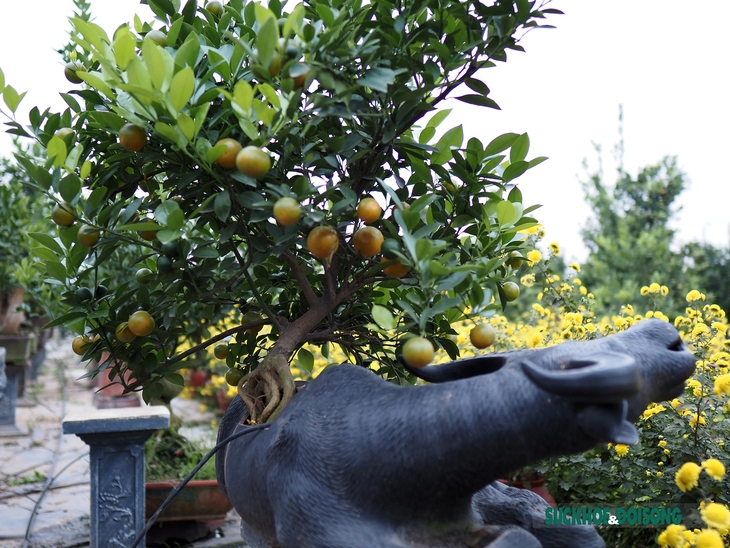 Quất mộc căn – Xu hướng bonsai Tết 2023 lên ngôi - Ảnh 8.