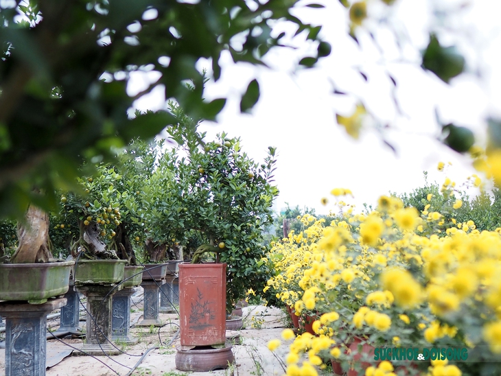 Quất mộc căn – Xu hướng bonsai Tết 2023 lên ngôi - Ảnh 10.