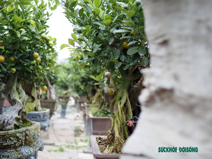 Quất mộc căn – Xu hướng bonsai Tết 2023 lên ngôi - Ảnh 12.