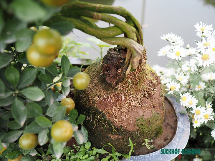 Quất mộc căn – Xu hướng bonsai Tết 2023 lên ngôi - Ảnh 9.