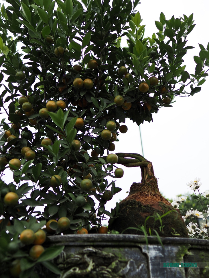 Quất mộc căn – Xu hướng bonsai Tết 2023 lên ngôi - Ảnh 6.