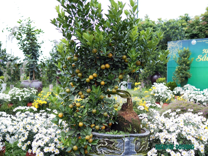 Quất mộc căn – Xu hướng bonsai Tết 2023 lên ngôi - Ảnh 2.