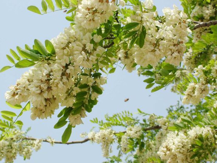 Hoa hòe – hạ huyết áp, cầm máu, làm bền thành mạch… - Ảnh 2.