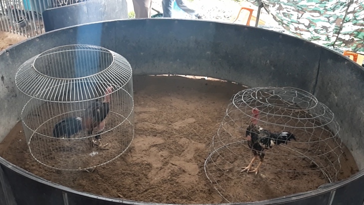 Công an bao vây trường gà, phát hiện hàng chục đối tượng "miệt mài" cá độ - Ảnh 3.