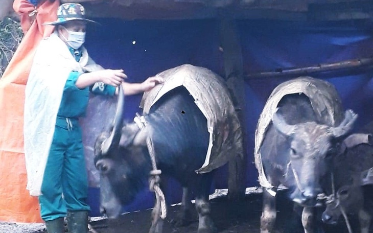 Rét buốt, người dân "mặc áo", đốt lửa sưởi ấm cho đàn gia súc