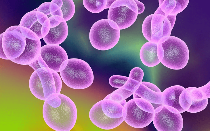 Các bệnh thường gặp do nấm Candida