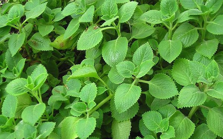 10 lợi ích sức khỏe của húng chanh
