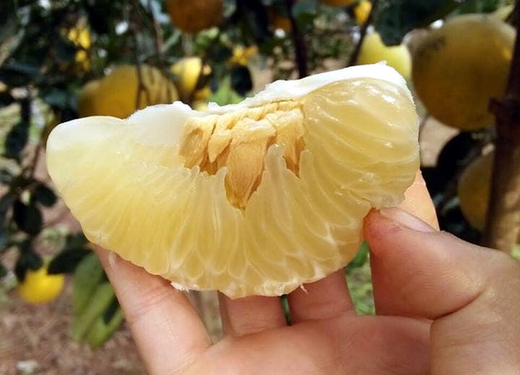 Đây mới là cách ăn bưởi tốt nhất nhưng nhiều người lại nghĩ "mất ngon", chuyên gia khuyến cáo 4 thời điểm tuyệt đối không nên ăn - Ảnh 3. Đây mới là cách ăn bưởi tốt nhất nhưng nhiều người lại nghĩ "mất ngon", chuyên gia khuyến cáo 4 thời điểm tuyệt đối không nên ăn - Ảnh 3.