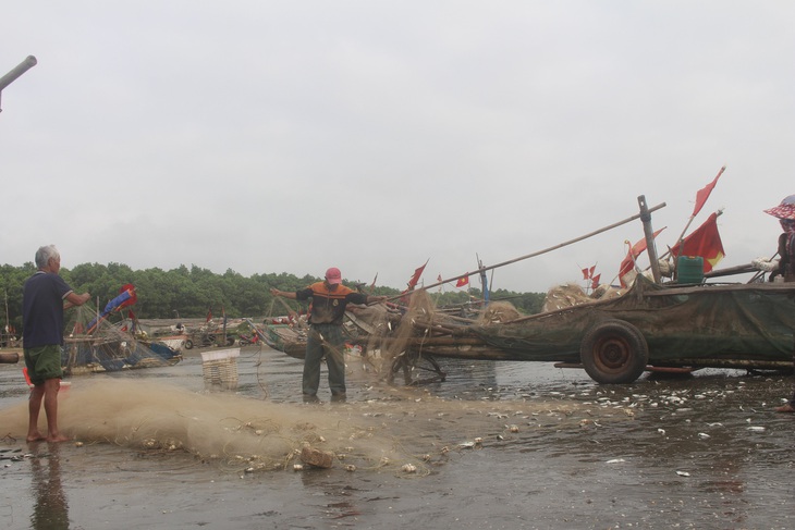 Ngư dân thu tiền triệu từ sứa biển, cá trích - Ảnh 3. Ngư dân thu tiền triệu từ sứa biển, cá trích - Ảnh 3.