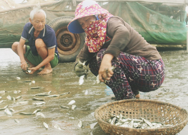 Ngư dân thu tiền triệu từ sứa biển, cá trích - Ảnh 4. Ngư dân thu tiền triệu từ sứa biển, cá trích - Ảnh 4.
