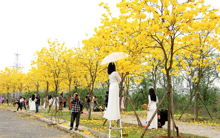 Đường hoa phong linh đẹp mê hồn giữa lòng Hà Nội, chị em đua nhau bắc thang, đọ dáng cùng hoa