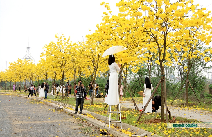 Chị em đua nhau bắc thang đọ dáng cùng hoa Phong Linh - Ảnh 1. Chị em đua nhau bắc thang đọ dáng cùng hoa Phong Linh - Ảnh 1.