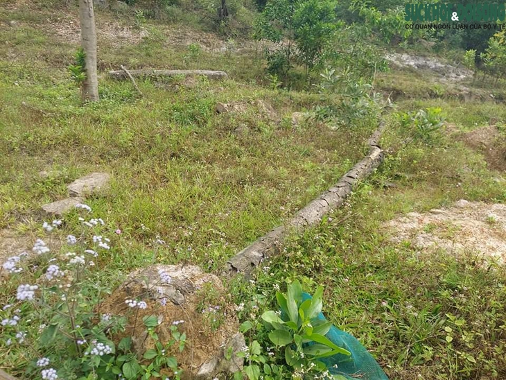 Thừa Thiên Huế: Hàng loạt cây xanh tạo điểm nhấn cho cửa ngõ phía Nam tróc vỏ, chết khô - Ảnh 8. Thừa Thiên Huế: Hàng loạt cây xanh tạo điểm nhấn cho cửa ngõ phía Nam tróc vỏ, chết khô - Ảnh 8.