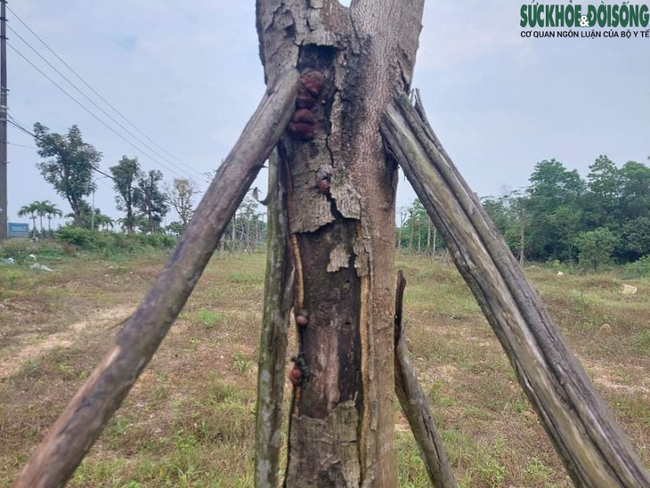 Thừa Thiên Huế: Hàng loạt cây xanh tạo điểm nhấn cho cửa ngõ phía Nam tróc vỏ, chết khô - Ảnh 6. Thừa Thiên Huế: Hàng loạt cây xanh tạo điểm nhấn cho cửa ngõ phía Nam tróc vỏ, chết khô - Ảnh 6.