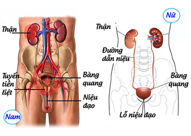 5 biện pháp khắc phục nhiễm trùng tiết niệu tại nhà - Ảnh 2. 5 biện pháp khắc phục nhiễm trùng tiết niệu tại nhà - Ảnh 2.