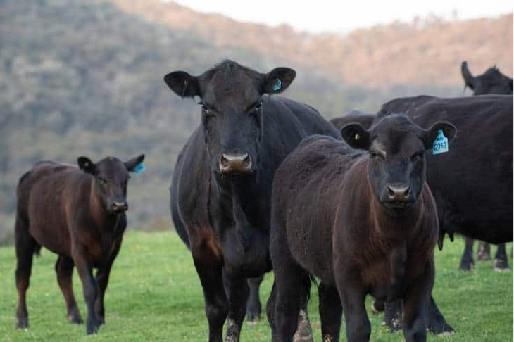 Black Angus - Thịt bò hảo hạng cho bữa ăn 5 sao - Ảnh 1. Black Angus - Thịt bò hảo hạng cho bữa ăn 5 sao - Ảnh 1.