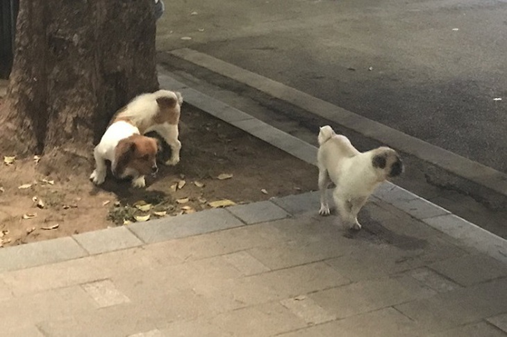 Dân vẫn lơ là phòng dịch trong phố đi bộ Hồ Gươm - Ảnh 14. Dân vẫn lơ là phòng dịch trong phố đi bộ Hồ Gươm - Ảnh 14.