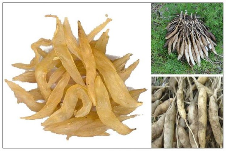 Bài thuốc hỗ trợ trị bệnh lao phổi - Ảnh 2. Bài thuốc hỗ trợ trị bệnh lao phổi - Ảnh 2.