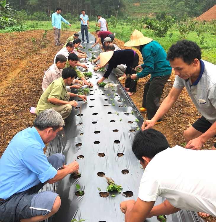 Thoát nghèo từ dược liệu - Ảnh 1.