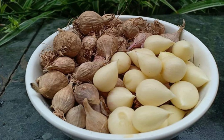 Tỏi cô đơn Sơn La vừa hiếm vừa tốt khiến chị em đổ xô tìm mua giữa mùa dịch - Ảnh 1.