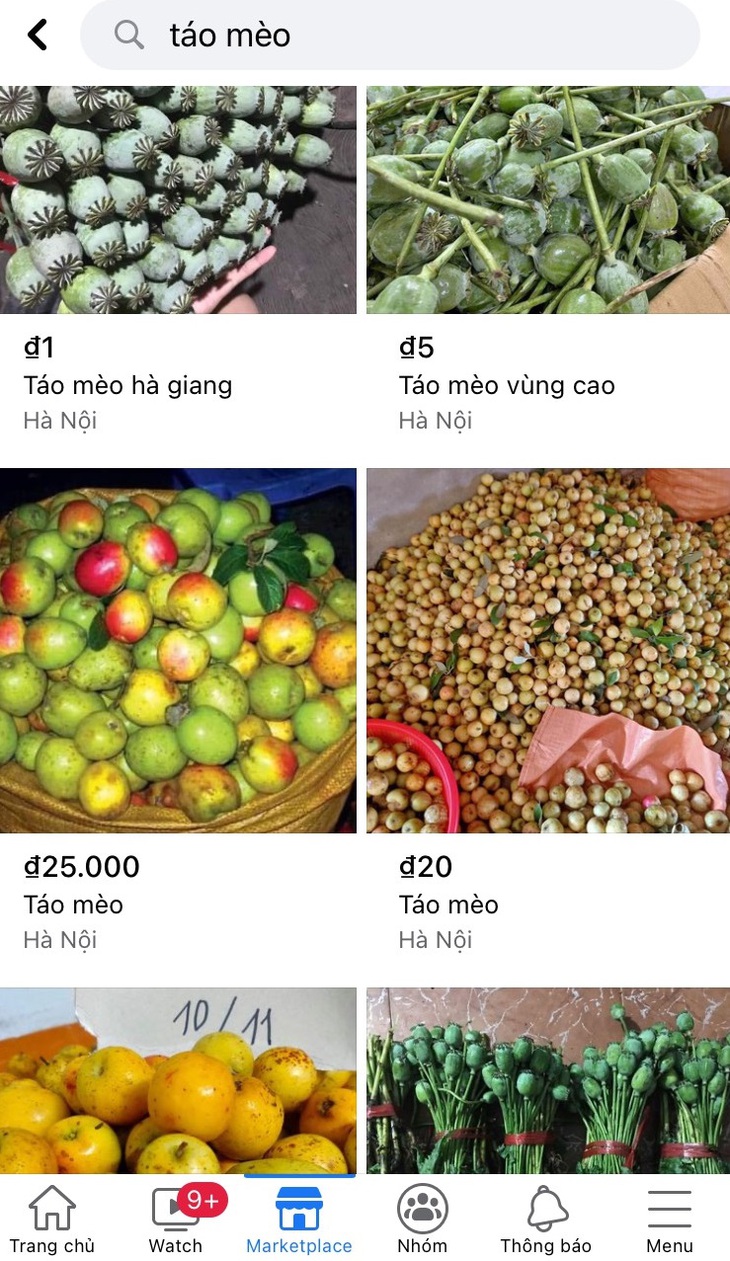 Quả thuốc phiện được "mã hóa" dưới tên gọi quả táo mèo.
