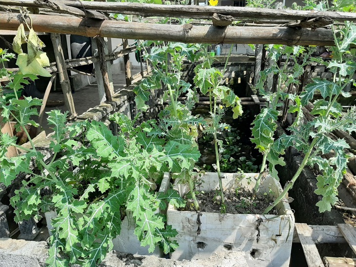 Phát hiện một người dân trồng cây có chứa chất ma túy để ngâm rượu, chữa bệnh - Ảnh 1.
