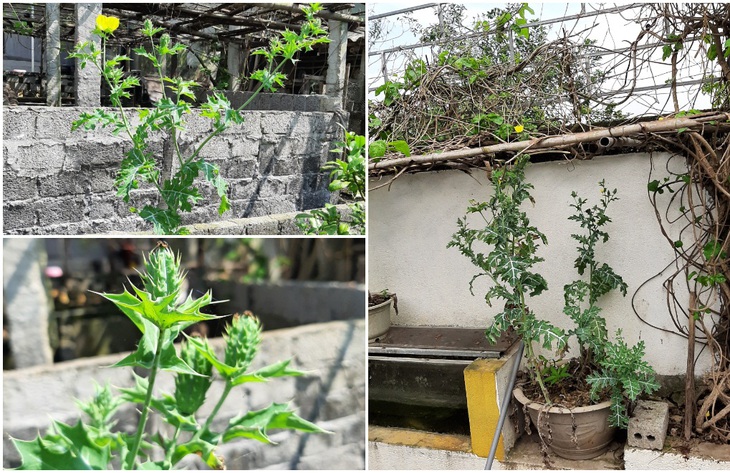 Phát hiện một người dân trồng cây có chứa chất ma túy để ngâm rượu, chữa bệnh - Ảnh 2.