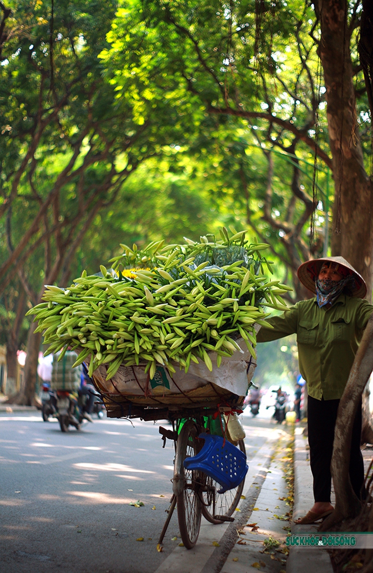 Tháng 4 về - Hoa loa kèn dịu dàng trên phố - Ảnh 1.