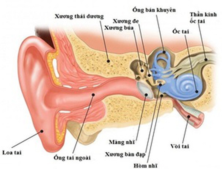 Viêm tai giữa mạn tính ở người lớn – Những vấn đề cần lưu ý - Ảnh 1.