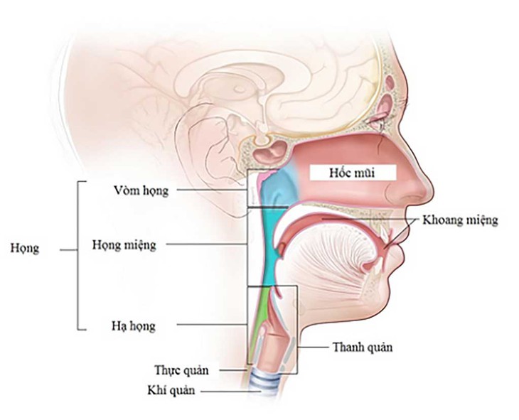 Ung thư vòm họng và những điều cần lưu ý - Ảnh 1. Ung thư vòm họng và những điều cần lưu ý - Ảnh 1.