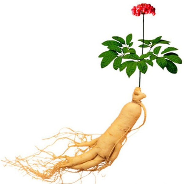 Hỗ trợ bồi bổ sức khỏe từ nhân sâm và hồng sâm - Ảnh 1. Hỗ trợ bồi bổ sức khỏe từ nhân sâm và hồng sâm - Ảnh 1.