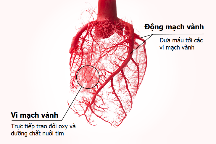 Thiếu máu cơ tim ở người bệnh tiểu đường, huyết áp cao, mạch vành diễn ra như thế nào? - Ảnh 2. Thiếu máu cơ tim ở người bệnh tiểu đường, huyết áp cao, mạch vành diễn ra như thế nào? - Ảnh 2.