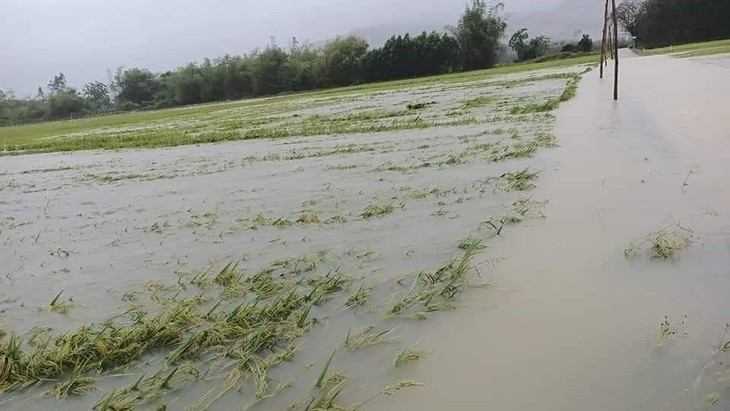 Mưa lũ trái mùa, vùng trũng ngập cục bộ, nông dân nguy cơ trắng tay - Ảnh 4. Mưa lũ trái mùa, vùng trũng ngập cục bộ, nông dân nguy cơ trắng tay - Ảnh 4.