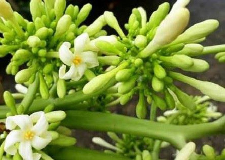 Thực hư hoa đu đủ đực ngâm mật ong trị ho hậu COVID-19 - Ảnh 1.