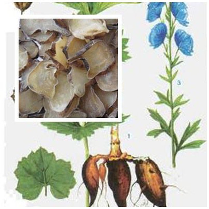 3 bài thuốc thảo dược trị chứng đau lưng hiệu quả - Ảnh 1.