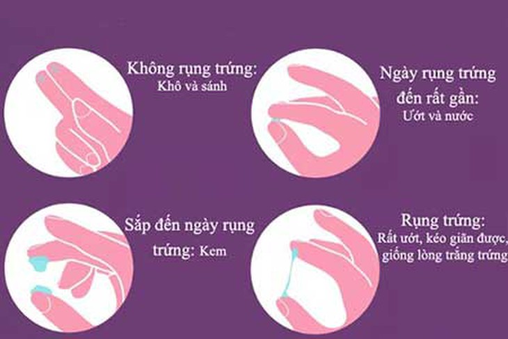 Rụng trứng kéo dài bao lâu mỗi tháng? - Ảnh 4.