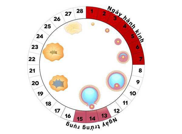Rụng trứng kéo dài bao lâu mỗi tháng? - Ảnh 2.