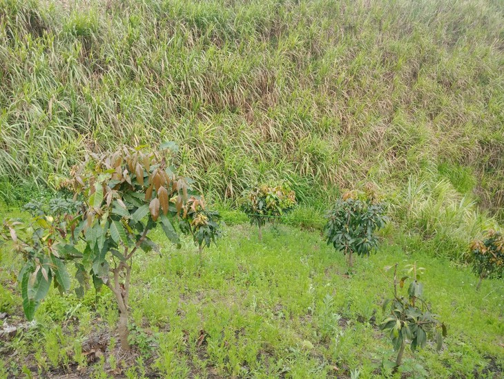 Phát hiện thi thể nam sinh lớp 8 với nhiều vết đâm ở lưng - Ảnh 1. Phát hiện thi thể nam sinh lớp 8 với nhiều vết đâm ở lưng - Ảnh 1.