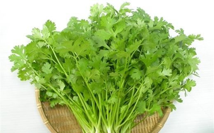 Rau mùi không chỉ làm gia vị mà còn là thảo dược chữa sởi, ít sữa