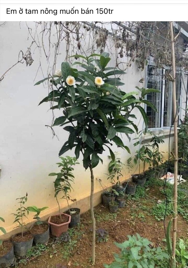 Bạch hải đường thực chất là loại cây… giá rẻ - Ảnh 3.