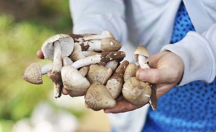 Nấm và 6 lợi ích sức khỏe tuyệt vời - Ảnh 5.