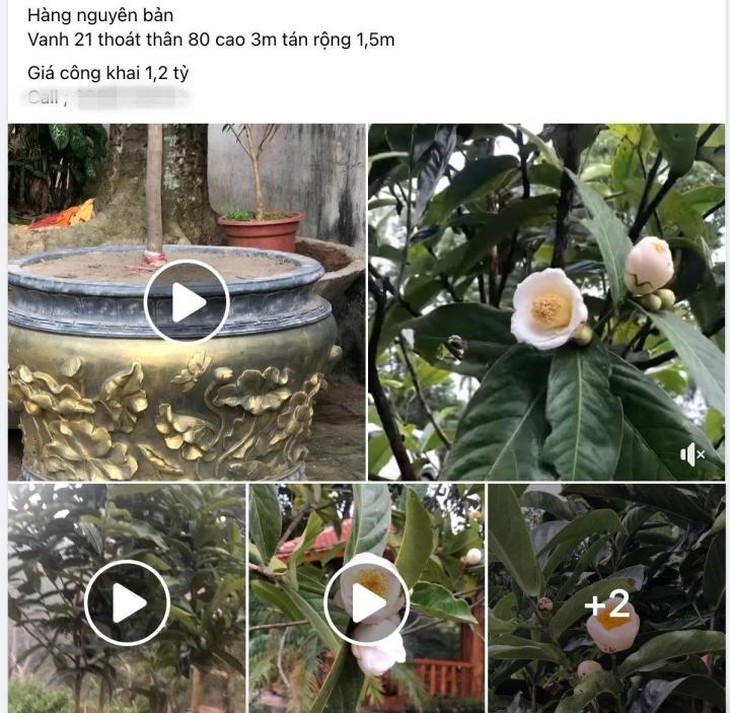 Bạch hải đường rớt giá thảm, cơn sốt đã đến hồi kết - Ảnh 3.