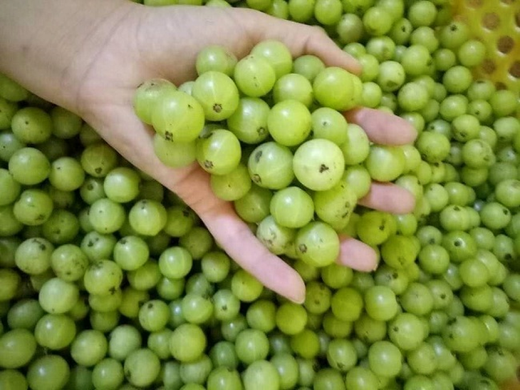 Chiết xuất quả me rừng - Dược liệu quý cho người tiểu đường - Ảnh 1.