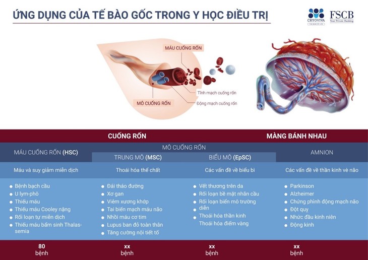 BV Hùng Vương, FBioMed, Ngân hàng mô Cryoviva hợp tác nghiên cứu điều trị hiếm muộn bằng tế bào gốc - Ảnh 2. BV Hùng Vương, FBioMed, Ngân hàng mô Cryoviva hợp tác nghiên cứu điều trị hiếm muộn bằng tế bào gốc - Ảnh 2.
