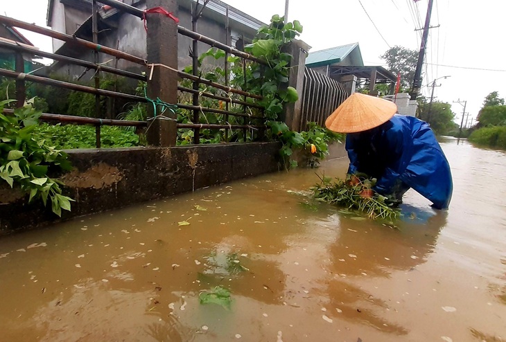 Mưa lũ trái mùa, vùng trũng ngập cục bộ, nông dân nguy cơ trắng tay - Ảnh 7. Mưa lũ trái mùa, vùng trũng ngập cục bộ, nông dân nguy cơ trắng tay - Ảnh 7.