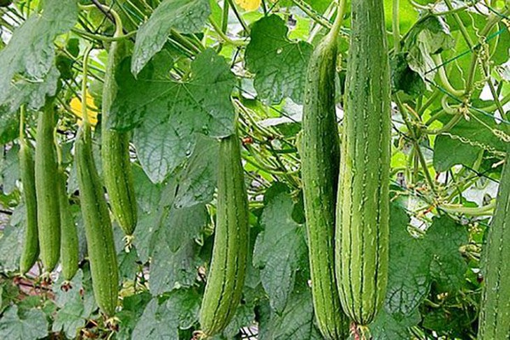 Mướp – vị thuốc lợi sữa, lưu thông huyết - Ảnh 2.