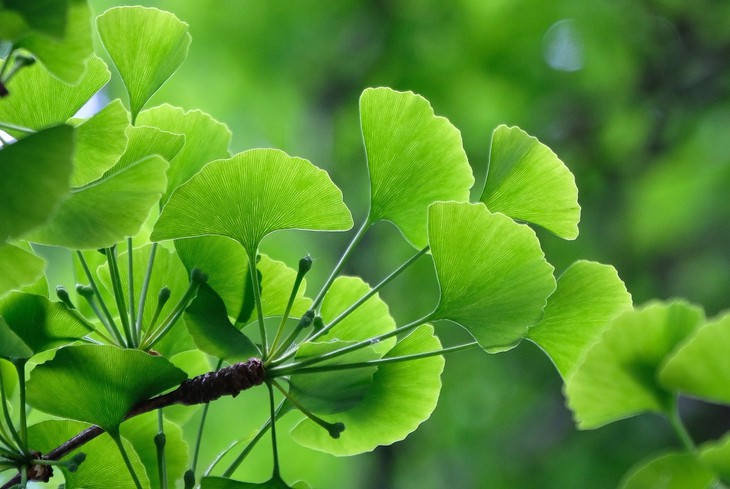 Cách thuốc lá phá hủy trí nhớ của bạn - Ảnh 3. Cách thuốc lá phá hủy trí nhớ của bạn - Ảnh 3.