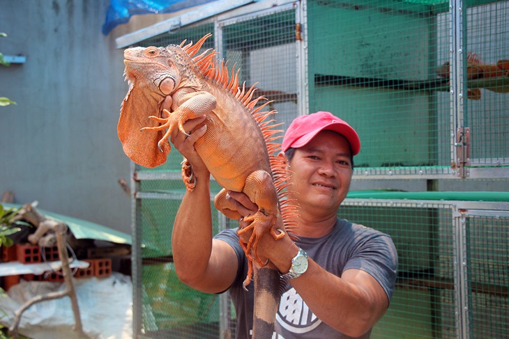 Loài rồng Nam Mỹ rực lửa: Người thường nhìn đáng sợ, dân chơi mê mẩn săn lùng - Ảnh 1.