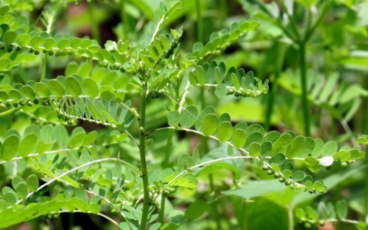 Tác dụng trị bệnh của cây chó đẻ răng cưa 