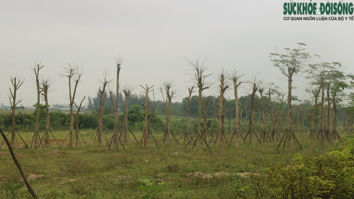 Thông tin bất ngờ vụ hàng loạt cây xanh ở Thừa Thiên Huế tróc vỏ, chết khô - Ảnh 4.